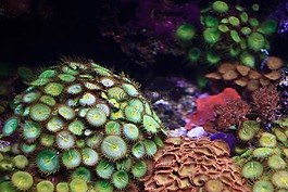 銀蓮花,動物,殖民地