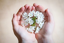 花,開花,白