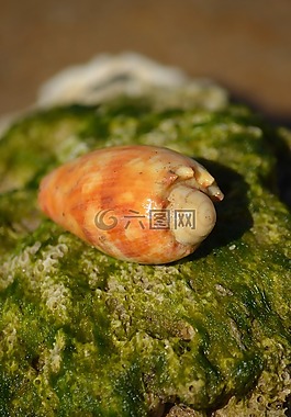 外殼,拜勒,海