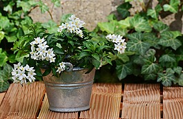 茉莉,龙栀子,安排