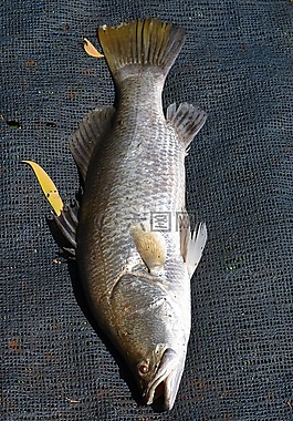 魚,海上生活,baramundi
