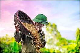 糧食干燥,d 水稻,農(nóng)民