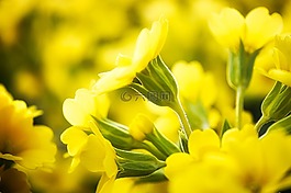 花,性質(zhì),廠