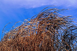 蘆葦,性質(zhì),池塘植物