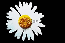 雛菊,花,花的