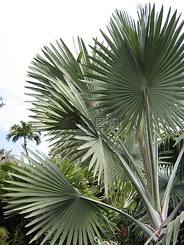 樹(shù),棕櫚,葉子