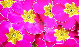 花,性質,花香
