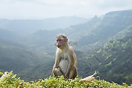 動物,猴子,野生動物
