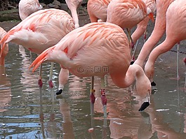 火烈鳥(niǎo),鳥(niǎo)類(lèi),湖