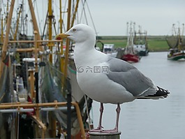 海鷗,鳥,端口