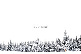 自然,樹,森林