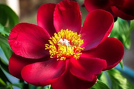 性質(zhì),花,廠