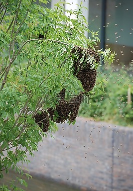 蜜蜂,群蜜蜂,群