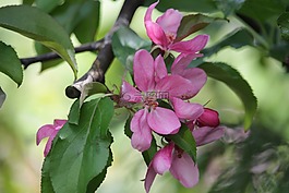 春,花,蘋(píng)果