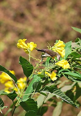 鳥,花的,植物