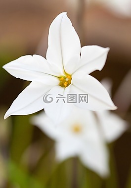 美麗,美,盛開(kāi)