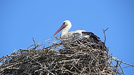 鸛,鳥,adebar
