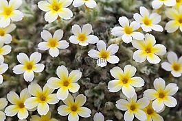 背景,盛開(kāi),開(kāi)花