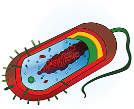 細(xì)菌,nucleoid,細(xì)胞質(zhì)