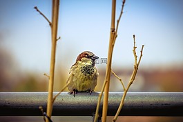 麻雀,鳥,關(guān)閉