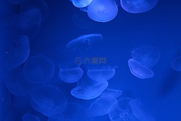 大自然,水母,海