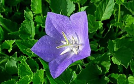性質(zhì),植物,花