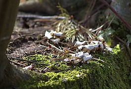 性質(zhì),森林,蘑菇