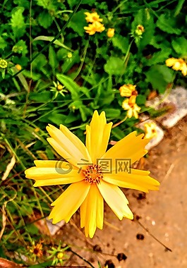 鮮花,池,黃色