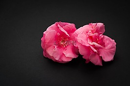 花,兩,紅色