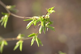 性質(zhì),樹,葉子