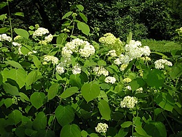 繡球,花的,植物