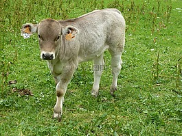 草坪,哺乳動(dòng)物,動(dòng)物