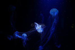 海蜇,水,動物