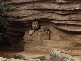 獅子,自然,動物