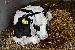 牛,農(nóng)場,牛肉