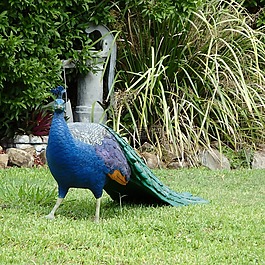 孔雀,鳥,自然