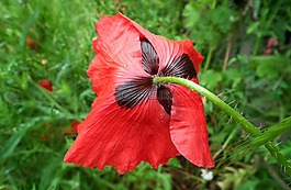 性質(zhì),花,罌粟