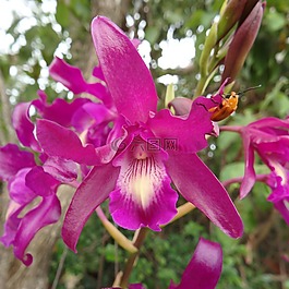 蘭花,粉紅色,花
