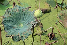 蓮花,葉子,綠色