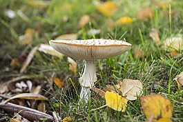 飛木耳,蘑菇,紅色飛木耳香菇