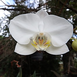 白,蘭花,花