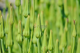 燕麥根,ragopogon porifolius,花