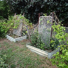 以上增長,花園,雜草