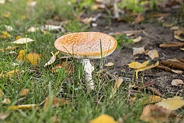 紅色飛木耳香菇,蘑菇,苔