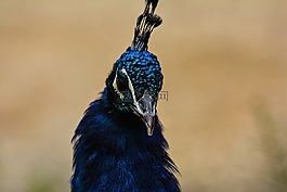 鳥,春天,動(dòng)物世界