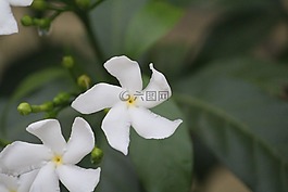 perivincle,花,雨