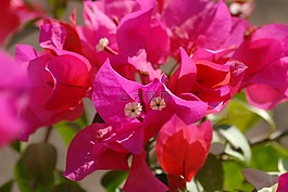 鮮花,樹,buganbilia