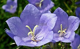 花,rozwar,藍(lán)色