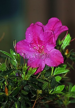 鮮花,性質(zhì),植物區(qū)系