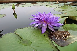 青蛙,蟾蜍,睡蓮